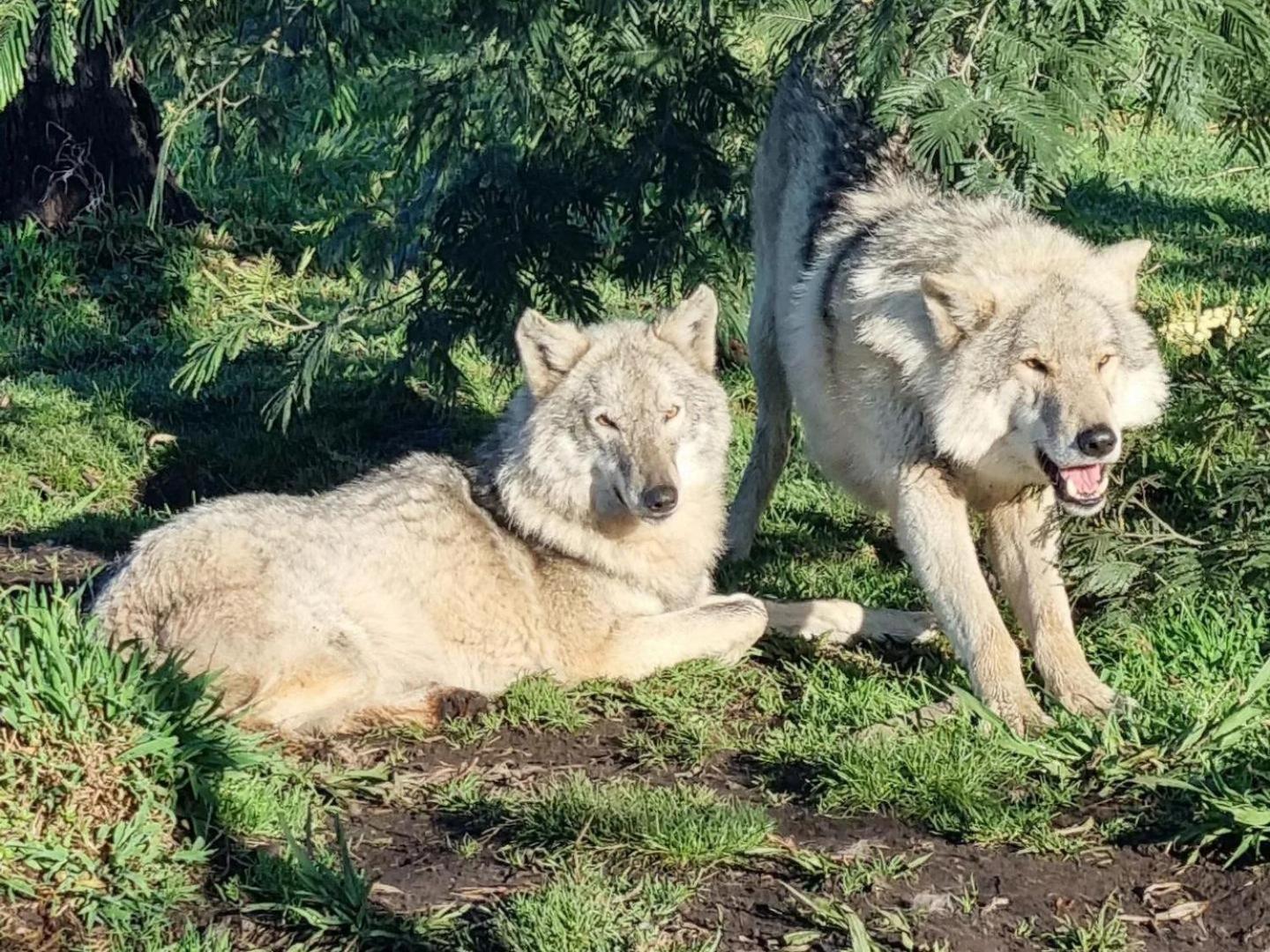 Tsitsikamma Wolf Sanctuary Eco Cabins & Teepees Stormsrivier Exteriör bild