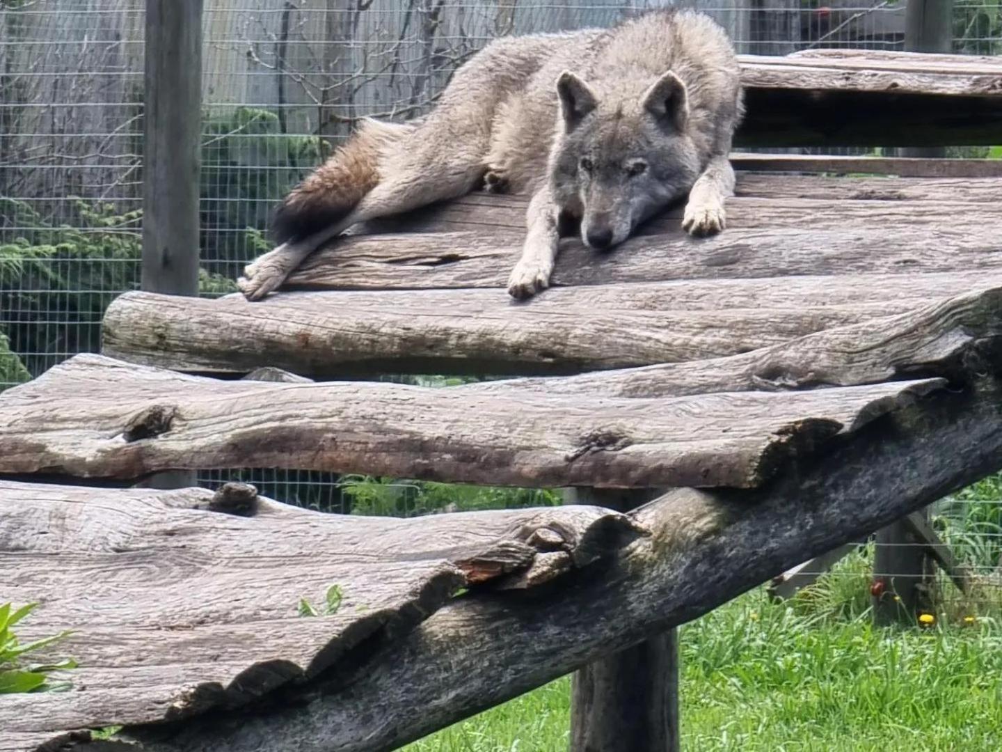 Tsitsikamma Wolf Sanctuary Eco Cabins & Teepees Stormsrivier Exteriör bild