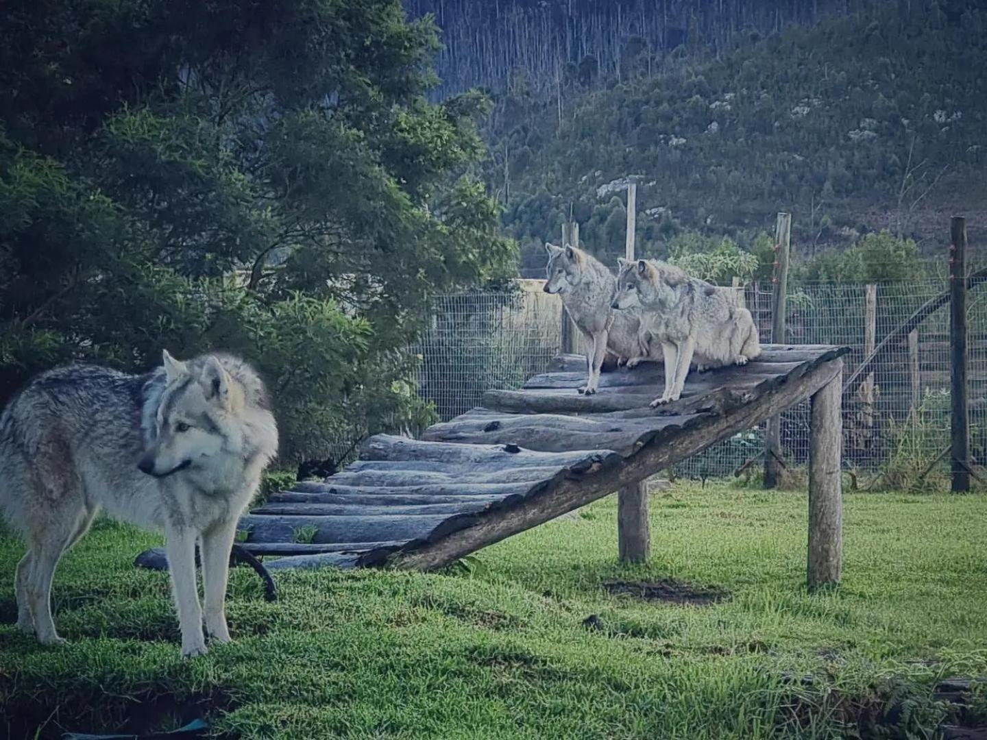 Tsitsikamma Wolf Sanctuary Eco Cabins & Teepees Stormsrivier Exteriör bild