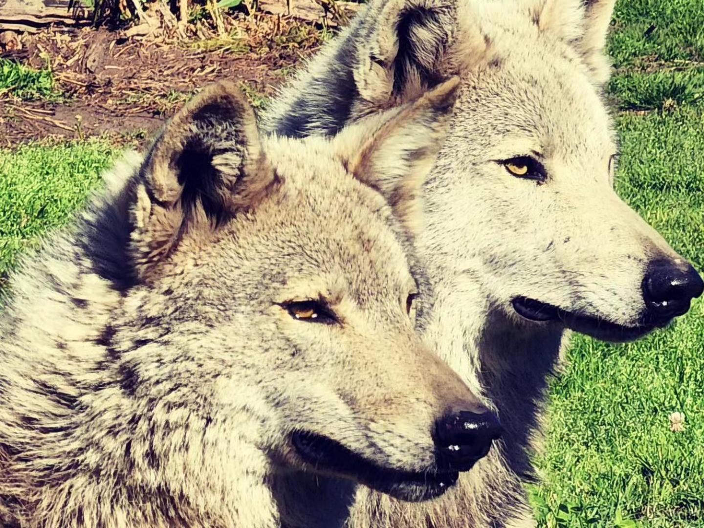 Tsitsikamma Wolf Sanctuary Eco Cabins & Teepees Stormsrivier Exteriör bild