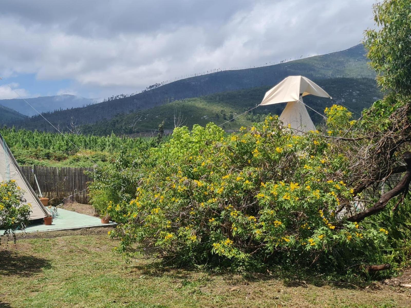 Tsitsikamma Wolf Sanctuary Eco Cabins & Teepees Stormsrivier Rum bild